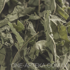 Іван чай (Ivan tea)